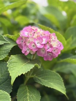 紫陽花3 紫陽花3の写真