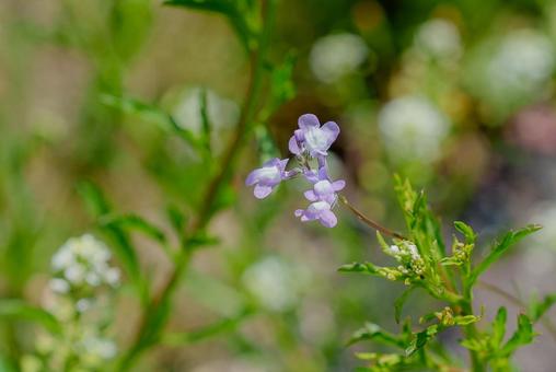 Photo, matsu bouncer run, pine leaves alpine, spring flower, 