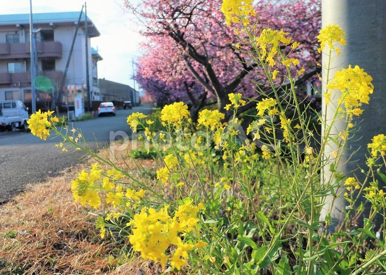菜の花とカワヅザクラ 菜の花,黄色,イエローの写真素材