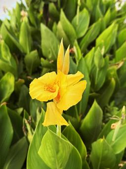 秋の花 秋の花 秋の花,秋,10月の写真素材