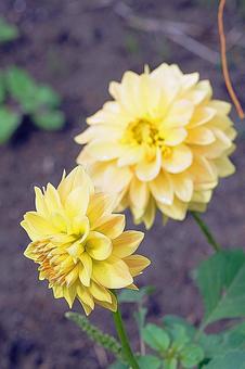 宝塚ダリア園秋ダリア46ゴールドラッシュ 宝塚市,宝塚ダリア園,ダリアの写真素材