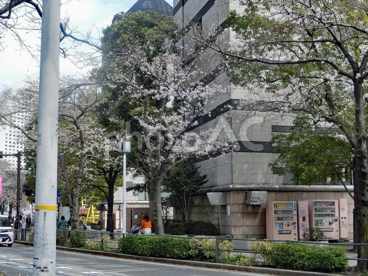 みなとみらいさくらフェスティバル みなとみらい,屋外,横浜の写真素材