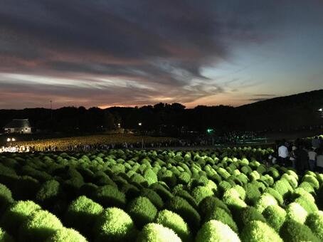 海浜公園　コキア　ライトアップ コキア,ひたちなか市,海浜公園の写真素材