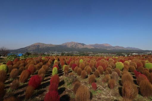 阿蘇山とコキア 阿蘇,南阿蘇,阿蘇山の写真素材