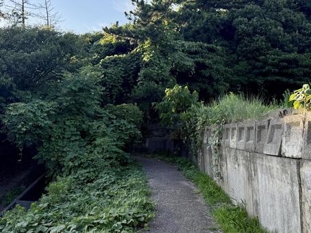 荒磯遊歩道 日本海沿いの雑木林の抜け道 荒磯遊歩道 日本海沿いの雑木林の抜け道の写真