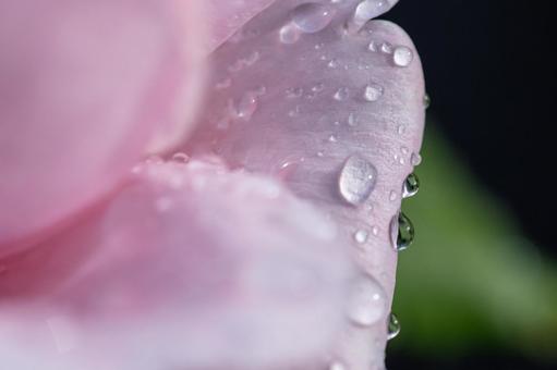 「感謝」が花言葉、ピンクの薔薇 「感謝」が花言葉、ピンクの薔薇の写真