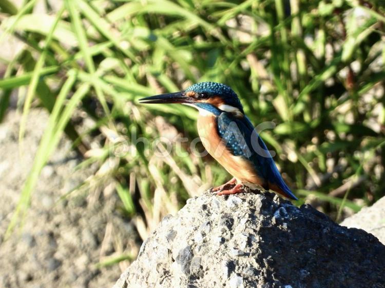 堰石にとまるカワセミ 鳥,野鳥,カワセミの写真素材