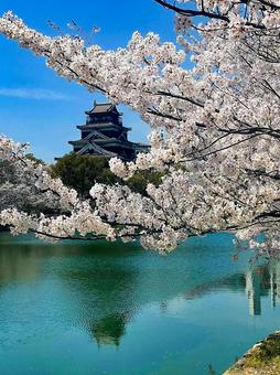 広島城と桜 広島城と桜の写真