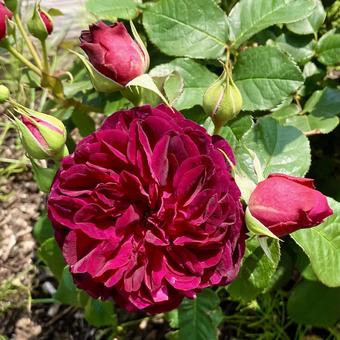 花★薔薇(バラ ムンステッドウッド) 花★薔薇(バラ ムンステッドウッド)の写真