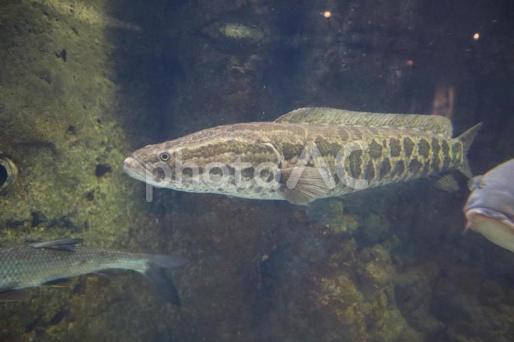 ライギョ(カルムチー、タイワンドジョウ) ライギョ,雷魚,カルムチーの写真素材