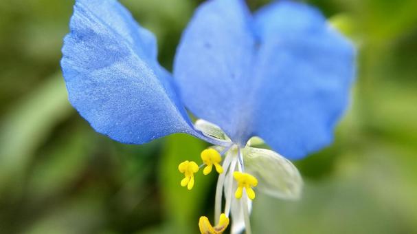 朝咲いて昼にはしぼむはかないつゆくさの花 朝咲いて昼にはしぼむはかないつゆくさの花の写真