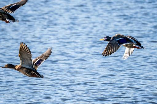 マガモの飛翔⑸ マガモの飛翔⑸の写真