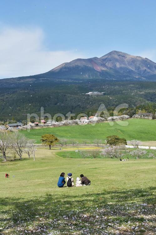 桜満開の下でリフレッシュする親子や家族　高千穂牧場 行楽,自然,公園の写真素材