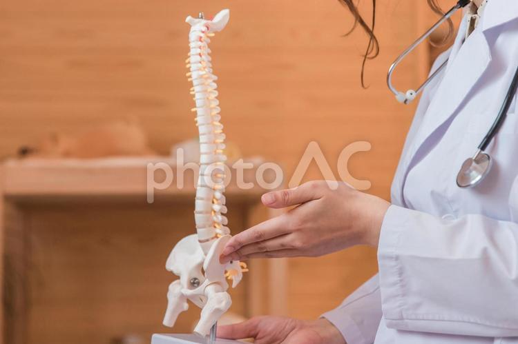 骨格標本を使い説明をする医者・医師 骨,整形外科,背骨の写真素材