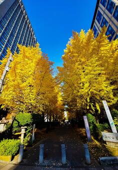 イチョウ並木 レインボーブリッチ,橋,海の写真素材