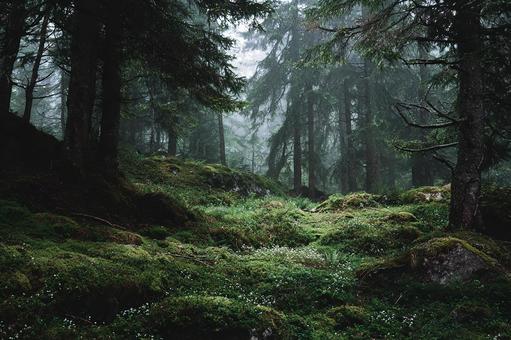 静寂に包まれた深い緑の森の風景 静寂に包まれた深い緑の森の風景の写真