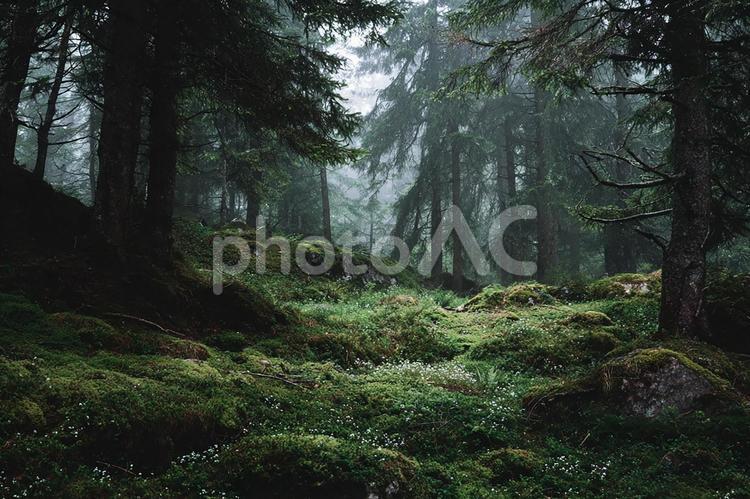 静寂に包まれた深い緑の森の風景 森,森林,深林の写真素材