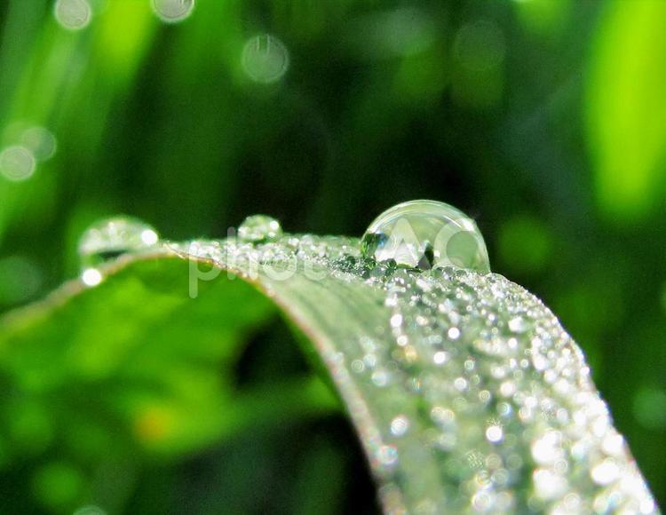 水滴と緑葉と朝の光Water drops 水滴,すいてき,waterの写真素材
