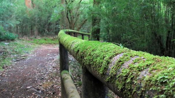 苔生す恩賜箱根公園内遊歩道の手摺り 苔生す恩賜箱根公園内遊歩道の手摺り 恩賜箱根公園,晩夏,苔の写真素材