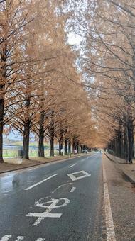 メタセコイア街道 メタセコイア,自然,景色の写真素材