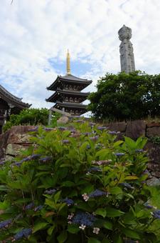 6月上旬の法然寺の五重塔とアジサイの花 6月上旬の法然寺の五重塔とアジサイの花の写真