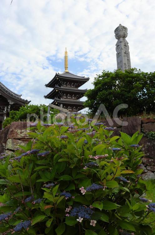６月上旬の法然寺の五重塔とアジサイの花 五重塔,伽藍,アジサイの写真素材
