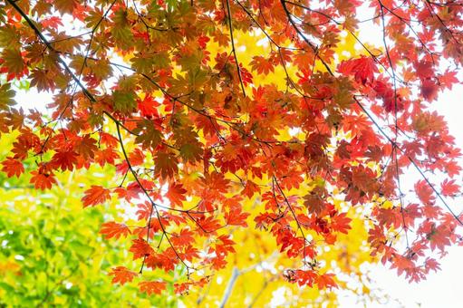 カエデの紅葉⑷ 秋,葉,カエデの写真素材