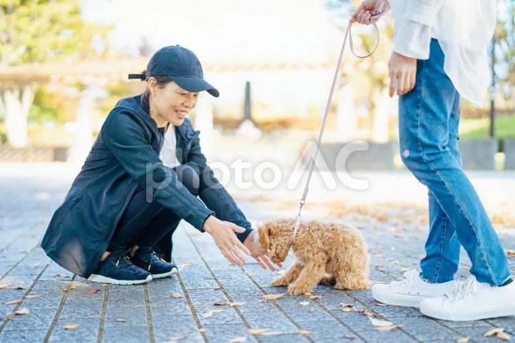 犬の散歩中に挨拶する女性たち 犬,ペット,愛犬の写真素材