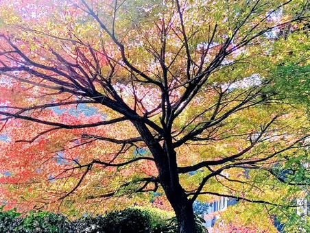 モミジ　観音寺境内の秋 紅葉,錦,観音寺の写真素材