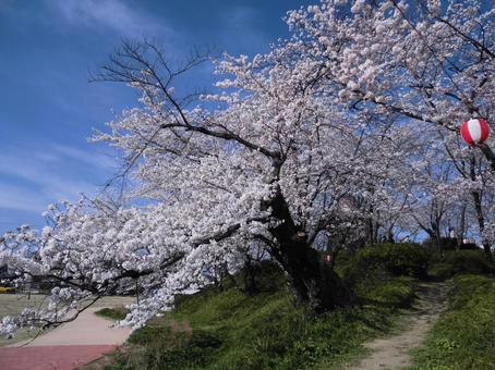 桜の木 桜の木 桜,桜の木,春の写真素材