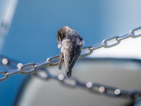 鎖にとまるツバメ ツバメ,燕,野鳥の写真素材