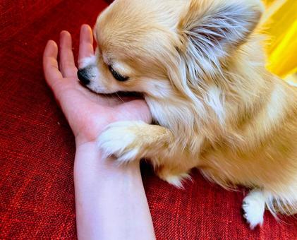 手の匂いを嗅ぐ犬 手の匂いを嗅ぐ犬 犬,チワワ,ペットの写真素材