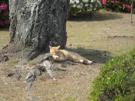 Sunbathing cat, JPG
