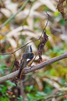 ジョウビタキ⑿の写真