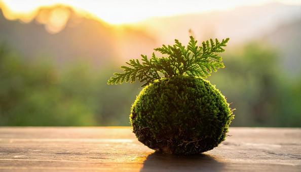 苔玉 苔玉の写真