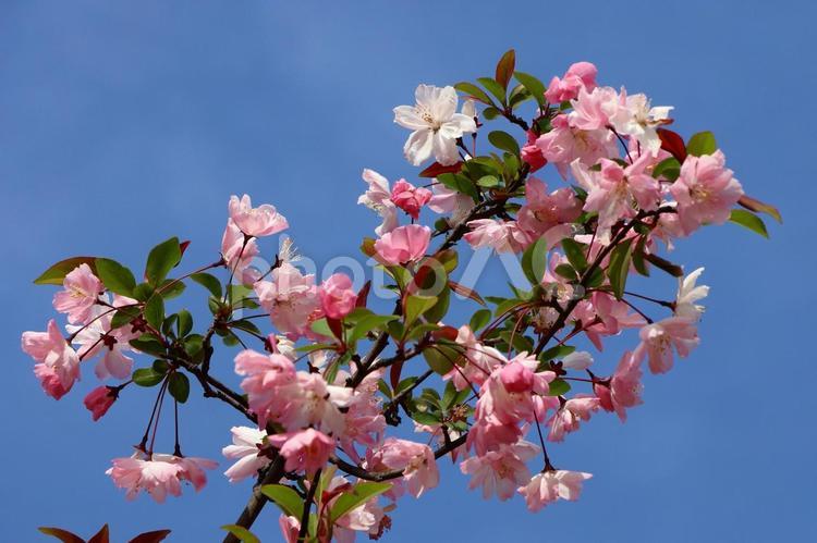 桜の花１２(鶴見緑地) 桜,青空,晴れの写真素材