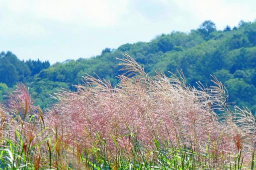 "Already pampas grass", JPG