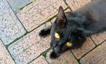 猫14 猫,ネコ,ねこの写真素材