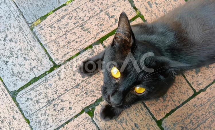 猫14 猫,ネコ,ねこの写真素材