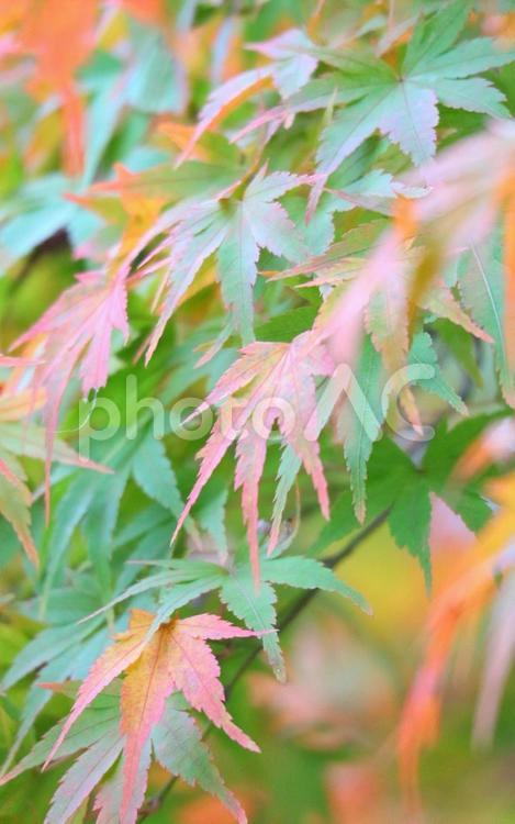 秋の記憶 秋,紅葉,風景の写真素材
