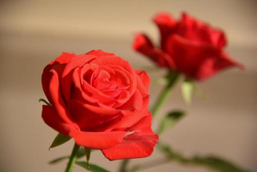 薔薇 薔薇 薔薇,バラ,花の写真素材