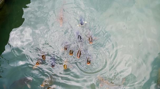 鯉 鯉,池,魚の写真素材