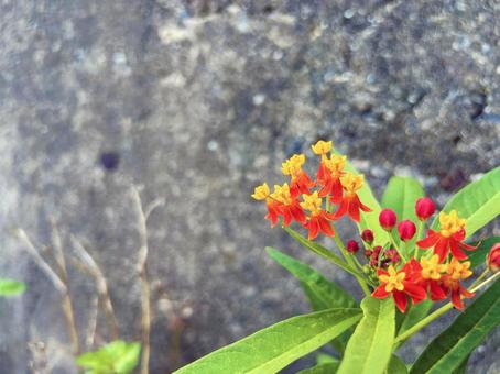 トウワタの花のクローズアップ トウワタの花のクローズアップの写真