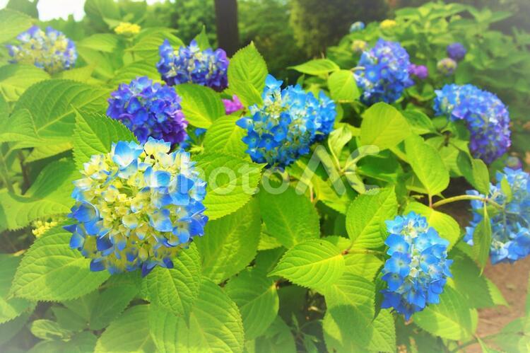 あじさいの季節 あじさいの季節 紫陽花,あじさい,アジサイの写真素材