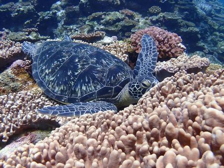 沖縄のウミガメ ウミガメ,うみがめ,海亀の写真素材