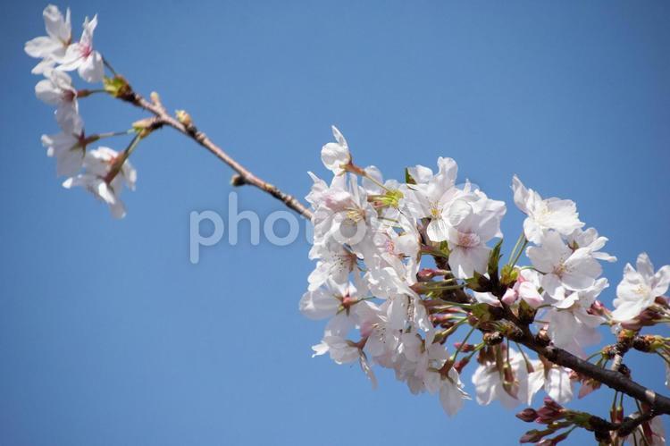 桜の枝 桜,春,花の写真素材