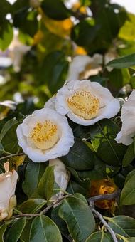 ツバキ つばき,椿,ツバキの写真素材