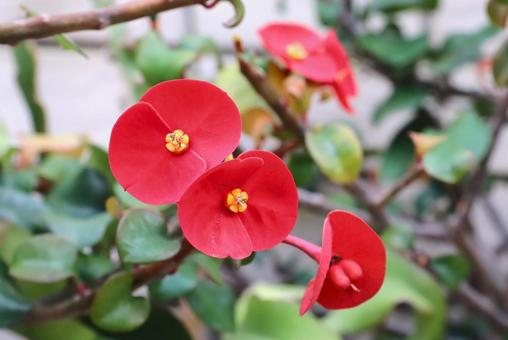 ハナキリン（花麒麟）の花 花麒麟,ハナキリン,花の写真素材