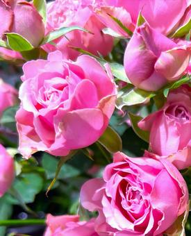 Pink Roses, JPG Pink Roses, JPG