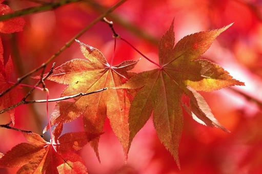 Autumn leaves 3, JPG